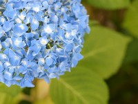 hydrangea